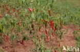 Spaanse peper (Capsicum annuum)