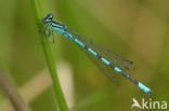 Speerwaterjuffer (Coenagrion hastulatum) 