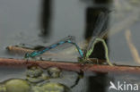 Northern Damselfly (Coenagrion hastulatum)