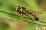 Sphaerophoria philanthus