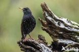 European Starling (Sturnus vulgaris)