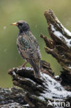 European Starling (Sturnus vulgaris)