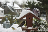 European Starling (Sturnus vulgaris)