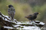 European Starling (Sturnus vulgaris)