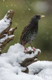 European Starling (Sturnus vulgaris)