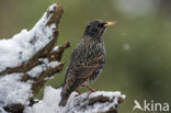 European Starling (Sturnus vulgaris)