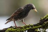 European Starling (Sturnus vulgaris)