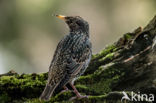 European Starling (Sturnus vulgaris)