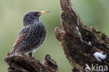 European Starling (Sturnus vulgaris)