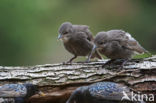 Spreeuw (Sturnus vulgaris)