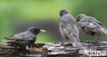 Spreeuw (Sturnus vulgaris)