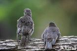 European Starling (Sturnus vulgaris)