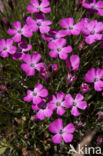 Maiden Pink (Dianthus deltoides)