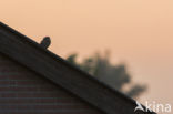 Little Owl (Athene noctua)