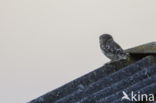 Little Owl (Athene noctua)