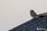 Little Owl (Athene noctua)