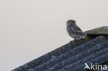 Little Owl (Athene noctua)