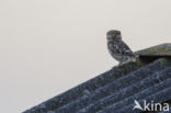 Little Owl (Athene noctua)