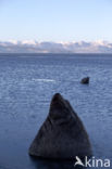 Steller s Sea lion (Eumetopias jubatus) 