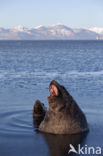 Steller s Sea lion (Eumetopias jubatus) 