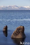 Steller s Sea lion (Eumetopias jubatus) 