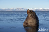 Steller s Sea lion (Eumetopias jubatus) 