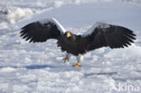 Steller s sea eagle (Haliaeetus pelagicus) 