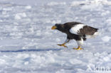 Steller s sea eagle (Haliaeetus pelagicus) 