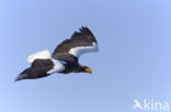 Stellers Zeearend (Haliaeetus pelagicus) 