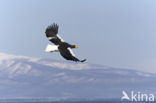 Steller s sea eagle (Haliaeetus pelagicus) 
