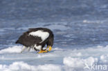 Steller s sea eagle (Haliaeetus pelagicus) 