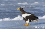 Steller s sea eagle (Haliaeetus pelagicus) 