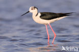 Steltkluut (Himantopus himantopus) 