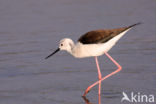 Black-winged Stilt (Himantopus himantopus)