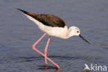 Black-winged Stilt (Himantopus himantopus)