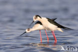 Black-winged Stilt (Himantopus himantopus)