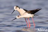 Black-winged Stilt (Himantopus himantopus)