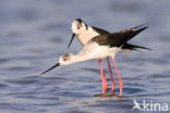 Black-winged Stilt (Himantopus himantopus)