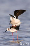 Black-winged Stilt (Himantopus himantopus)