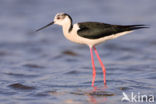 Black-winged Stilt (Himantopus himantopus)