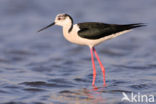 Steltkluut (Himantopus himantopus) 