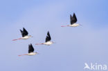 Black-winged Stilt (Himantopus himantopus)