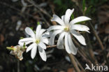 Stermagnolia (Magnolia stellata)