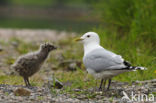 Stormmeeuw (Larus canus)