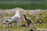 Mew Gull (Larus canus)