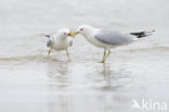 Stormmeeuw (Larus canus)