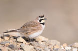 Strandleeuwerik (Eremophila alpestris  )