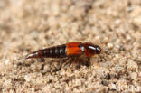 Tachyporus nitidulus