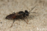 Tachysphex obscuripennis