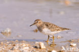 Temmincks Strandloper (Calidris temminckii)